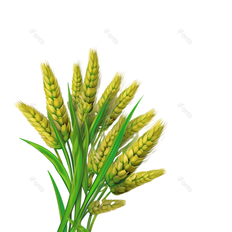 小满图片,麦子元素,麦穗PNG,绿色免抠素材